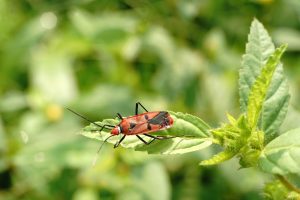 milkweed bug