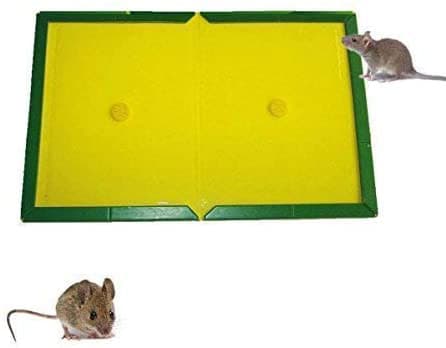 Blog - What To Do When Mouse Traps Just Aren't Working In Your