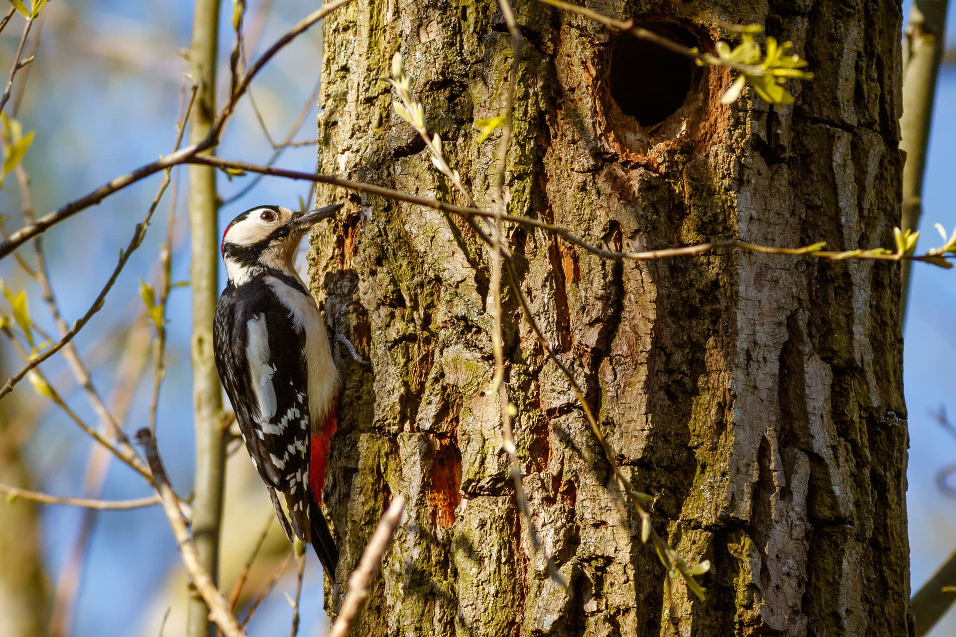 woodpeckers in calgary