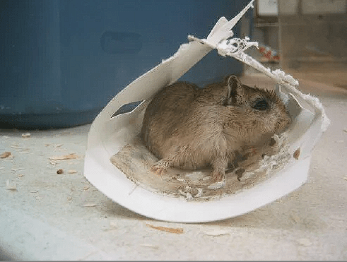 Mouse glue trap hotsell