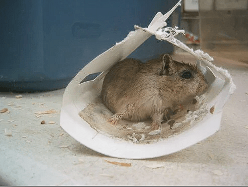 Rodent stuck on glue trap