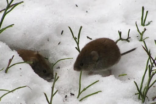 Vole Control in Calgary: Eco-Friendly Solutions for a Common Lawn Pest
