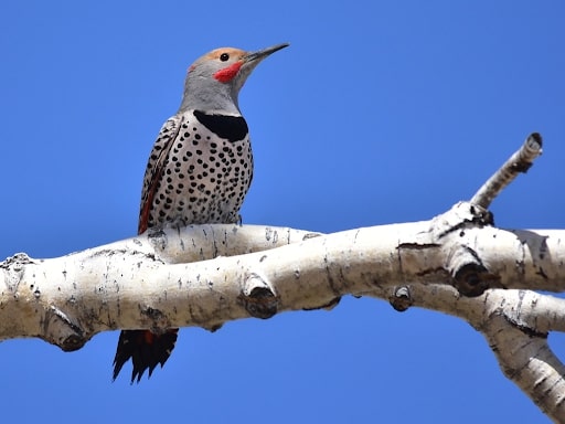 Northern Flickers are the most common pest woodpecker in Calgary.