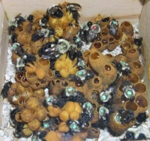 Bumblebee nest