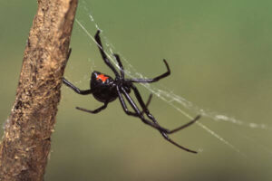 Calgary Spiders: Are You Rolling Out the Welcome Mat?
