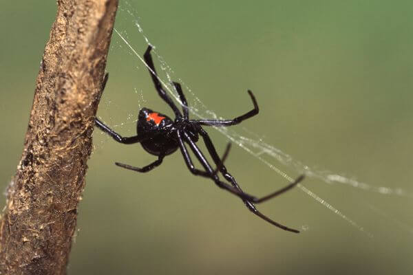 Calgary Spiders: Are You Rolling Out the Welcome Mat?