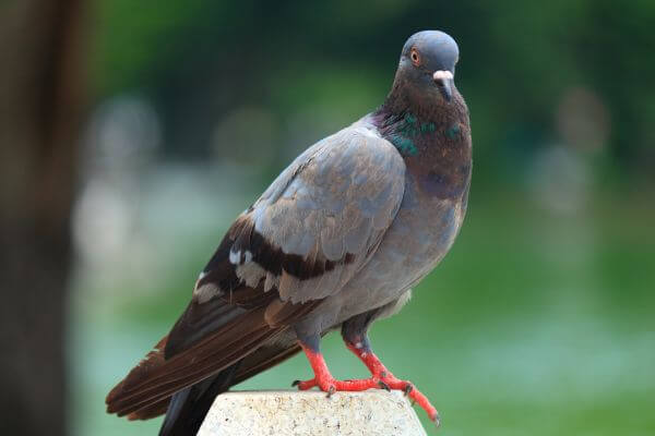 Effective Ways to Get Rid of Pigeons in Calgary