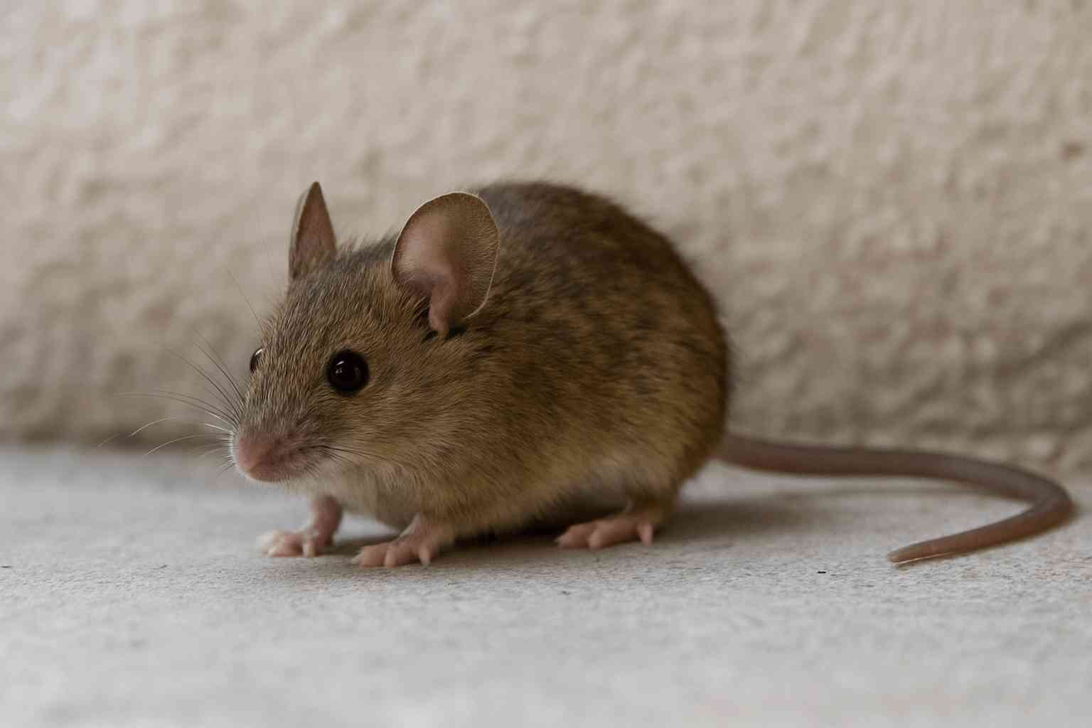 Everything Calgary Homeowners Need to Know About Mice and Infestations