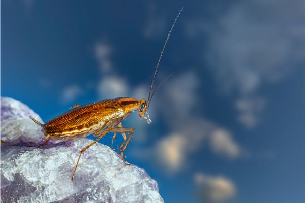 How Cockroaches Survive Calgary’s Cold Winters
