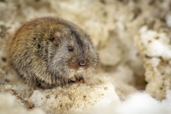 Voles in Calgary After Winter