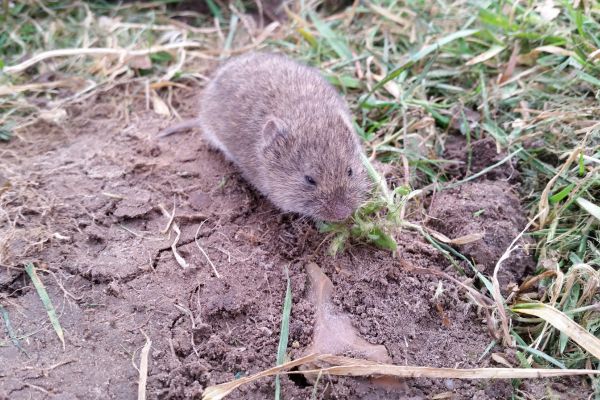 Common Myths About Vole Control in Calgary